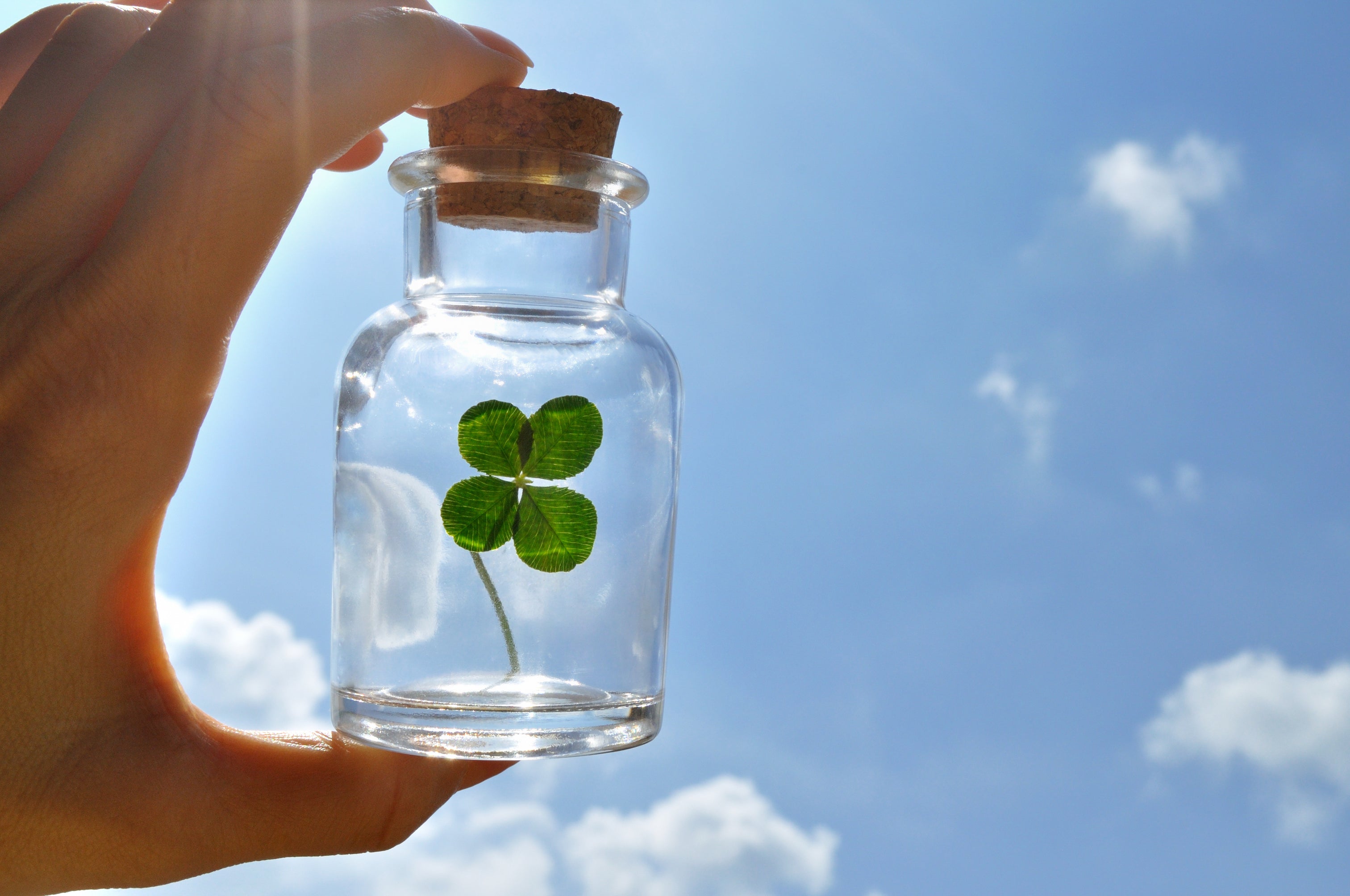 Four-Leaf Clovers Lucky or Myth?