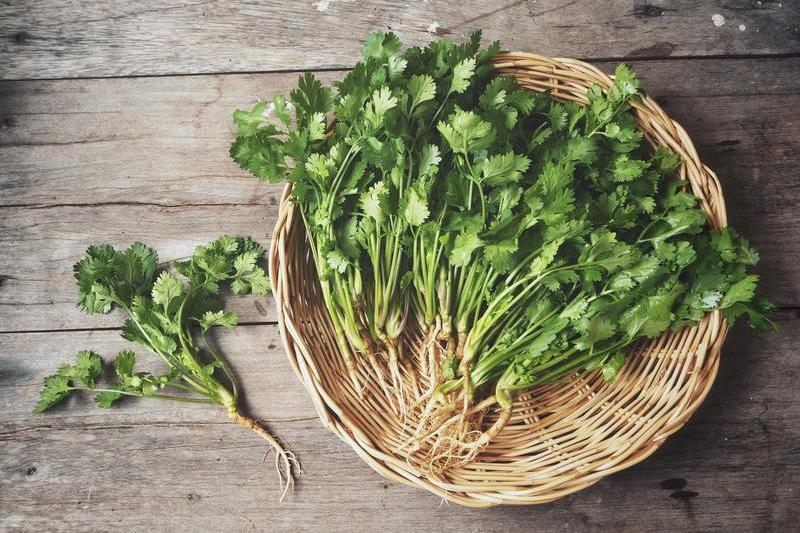 Cilantro - A Common Kitchen Herb with Gourmet Health Benefits