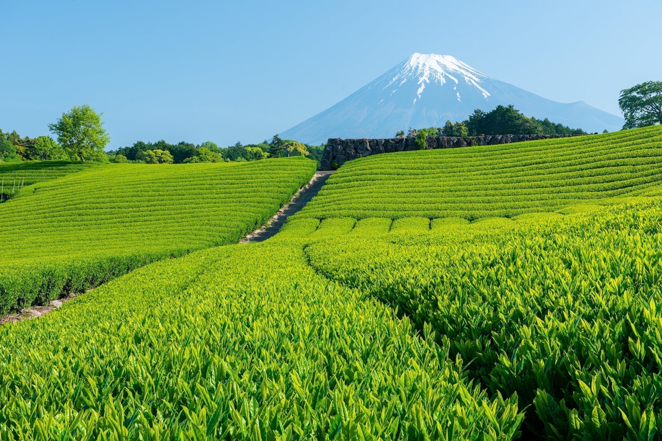 Matcha Supply & Demand 2025