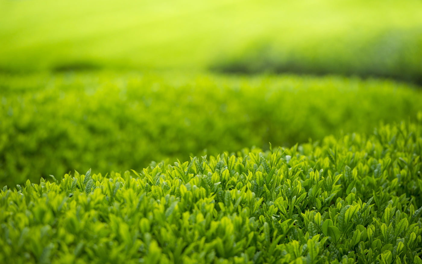 Frost Prevention Matcha Green Tea Fields