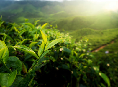 5 Things That Make Ujido Matcha Green Tea Number 1